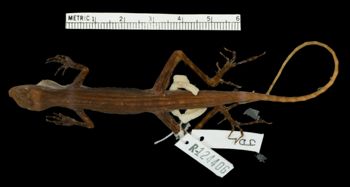 Media type: image;   Herpetology R-124406